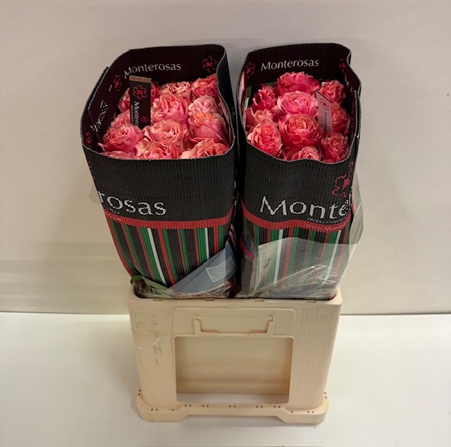 Rosa ec hot carpe diem MR.jpg